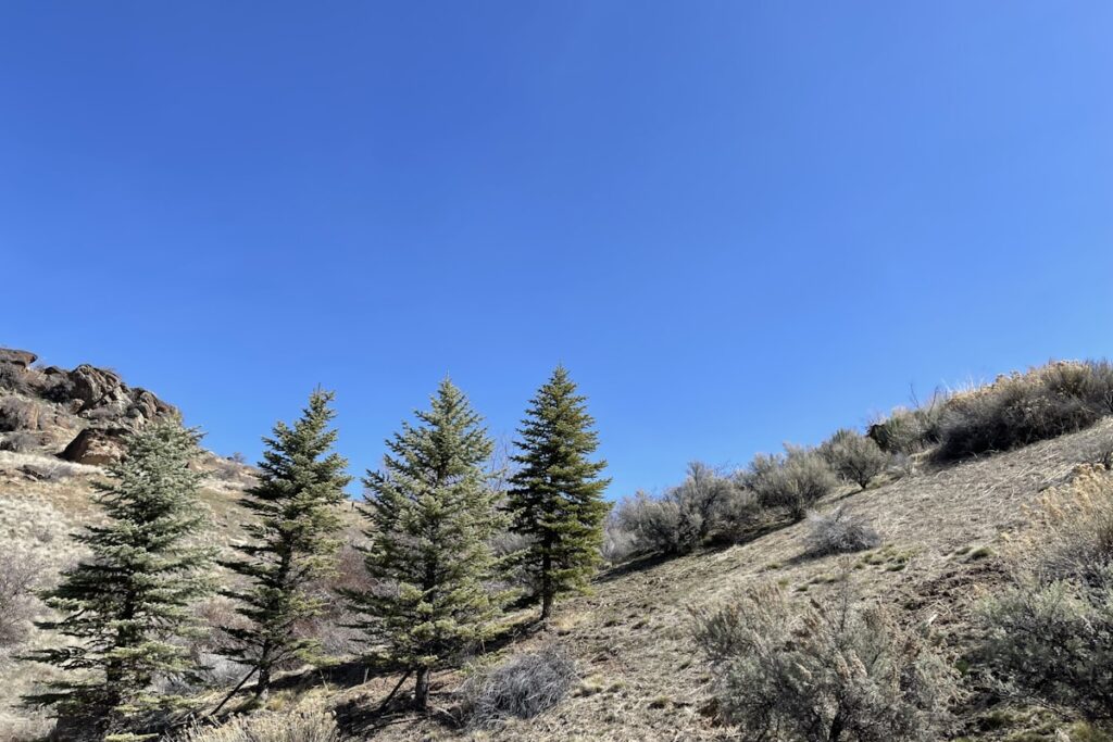 Dog-friendly hikes near Boise